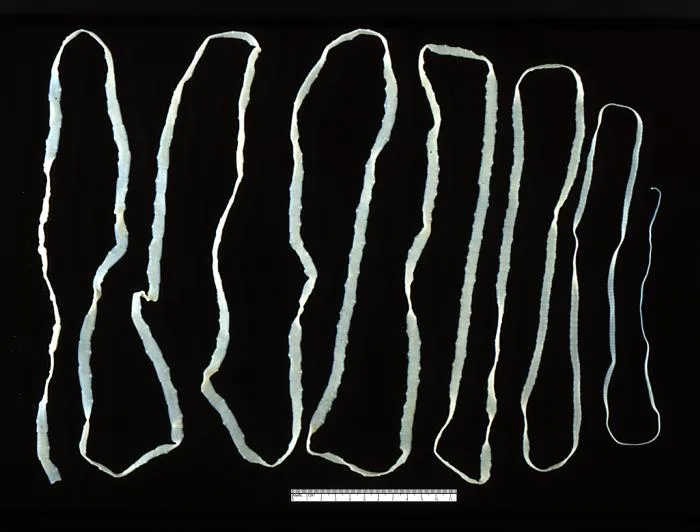 Adult Taenia saginata tapeworm, a parasite that can grow in the human intestine after consuming undercooked infected meat.