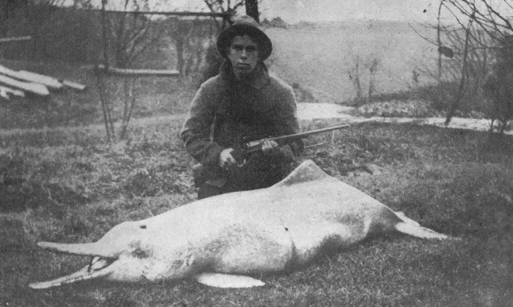 This photo from 1914 shows a baiji dolphin killed by American naturalist Charles Hoy.