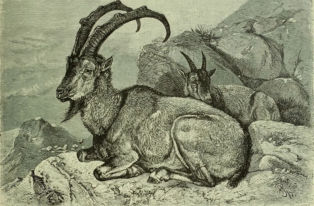 An 1896 illustration of the wild Ægagrus goat, believed by many naturalists to be the ancestor of today’s domestic goat.
