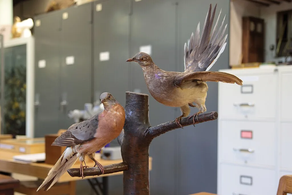 These taxidermied male and female passenger pigeons are part of the teaching and research collections at Laval University Library. The species was once the most abundant bird in North America.