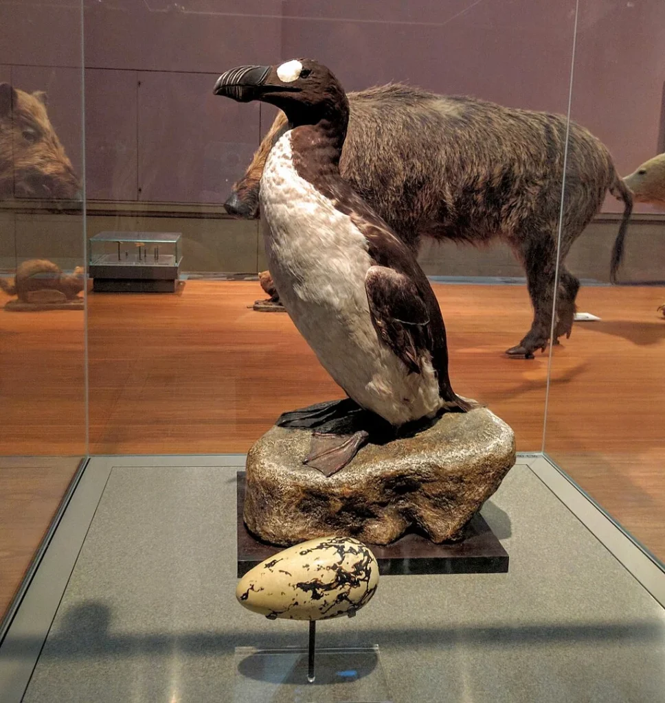 The last known Great Auk was killed off the coast of Iceland on July 3, 1844. Once common across the North Atlantic, the species was driven to extinction by hunting.