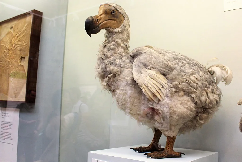 A reconstruction of the extinct dodo on display at the Natural History Museum in London shows what the flightless bird may have looked like before its disappearance.