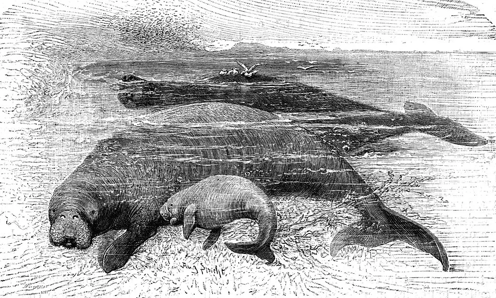This 1898 illustration shows the Steller’s sea cow, or rhytine boréal, a large marine mammal that went extinct just decades after it was discovered.