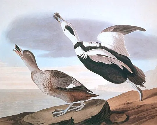 An 1836 illustration by John James Audubon shows a pair of Labrador ducks, a species that later disappeared from North America.
