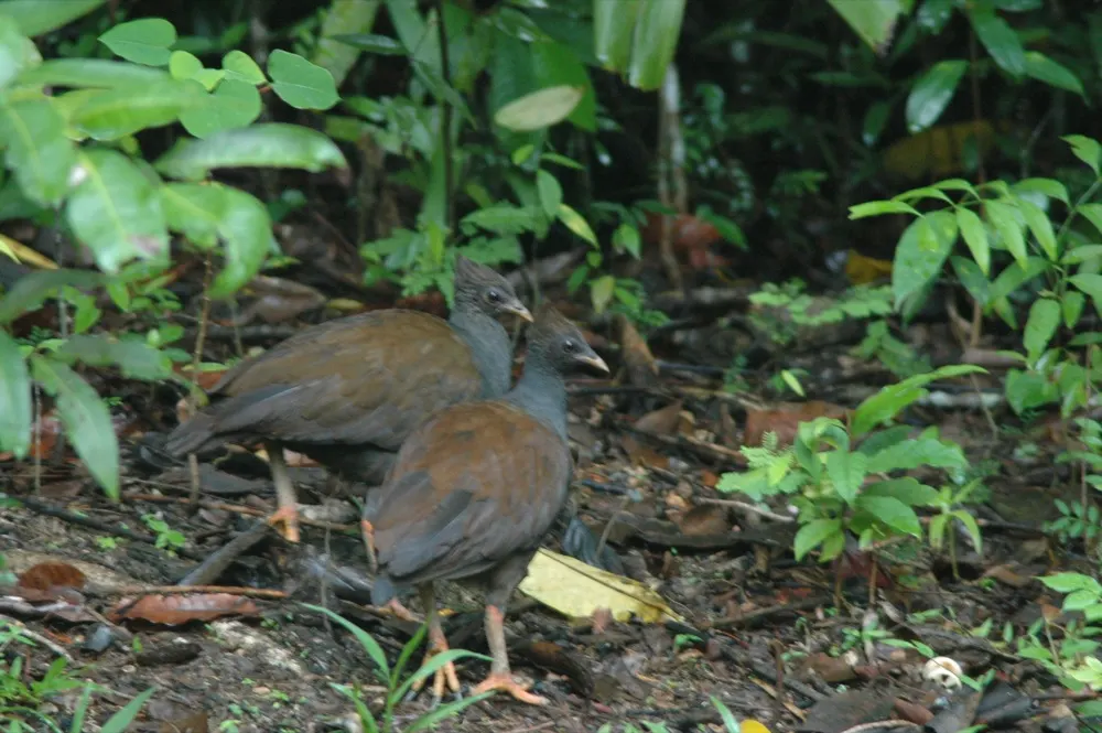 An orange‑footed scrubfowl, also known as Mégapode de Reinwardt, photographed in Daintree in 2007.