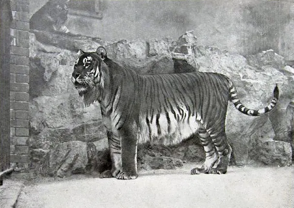 This rare photo from around 1895 shows a Caspian tiger, also known as the Persian tiger, at the Berlin Zoo.