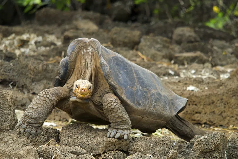 This Pinta Island tortoise, known as Lonesome George, was photographed in 2008.