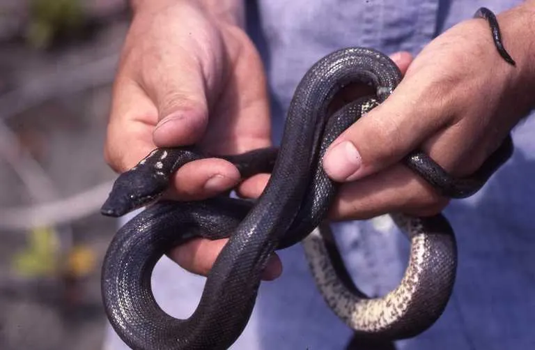 An adult female Casarea dussumieri, also known as the Round Island boa, photographed on August 5, 1989.
