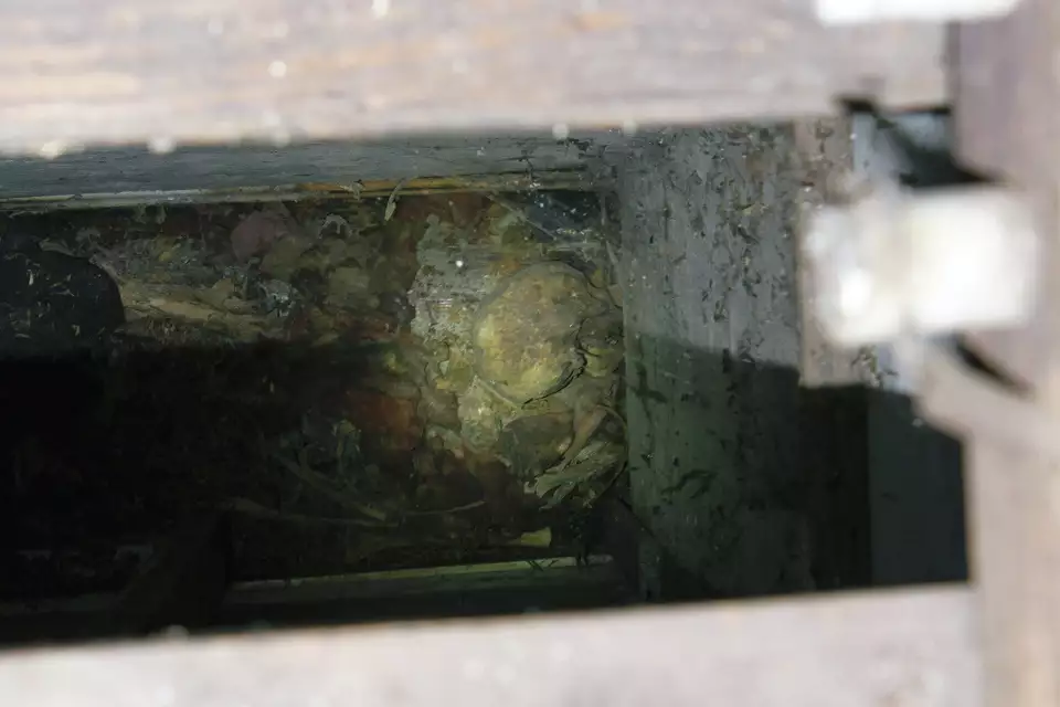 Bones discovered inside the wall cavity of Mary Cerruti’s Allston Street home during the 2017 investigation.