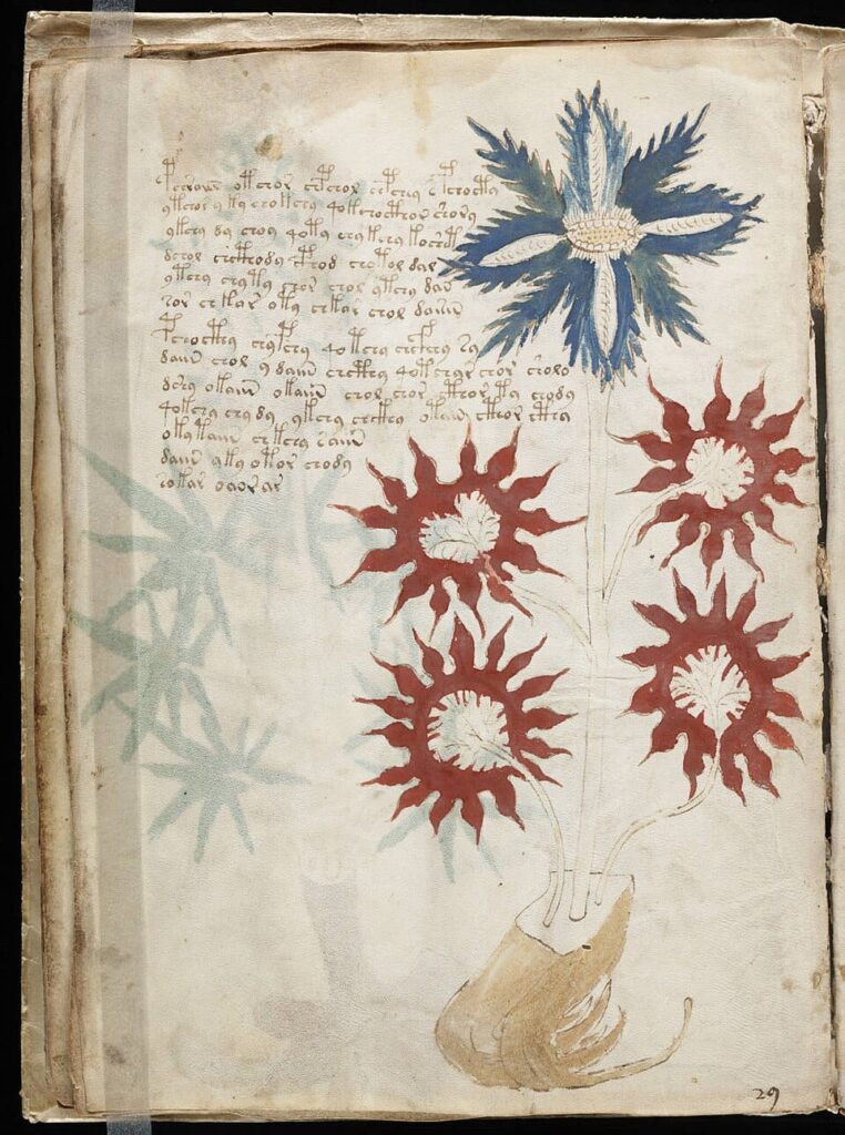 A strange botanical illustration from the Voynich Manuscript showing an unusual plant and undeciphered text.