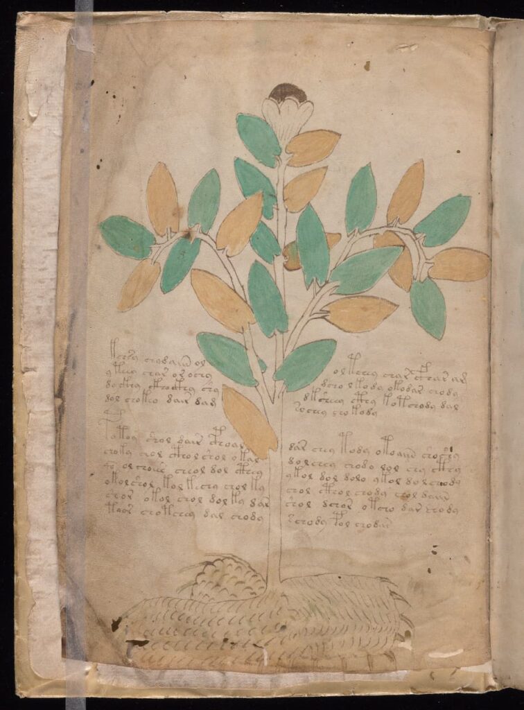 A herbal folio from the Voynich Manuscript featuring an unusual plant illustration and undeciphered text.