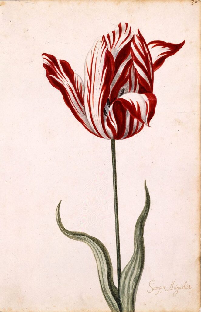 A 17th century illustration of the Semper Augustus tulip, the most coveted flower at the height of Tulip Mania