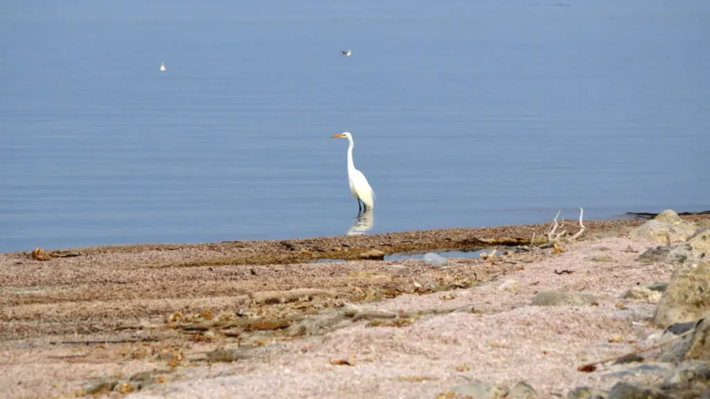 Salton Sea Beach, California with a Great Egret. 