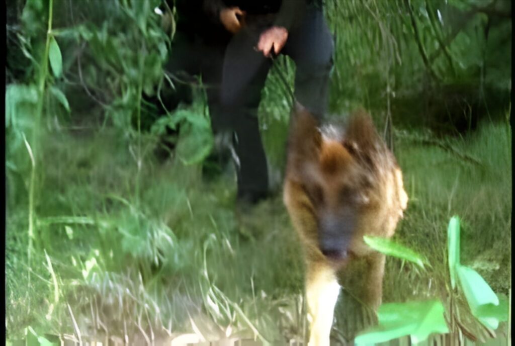 Search dog leading police officers through woods during the search for Leah Roberts.