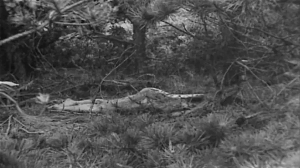 The original 1974 police crime scene photograph showing the location in the Provincetown dunes where the body of the "Lady of the Dunes" was discovered.