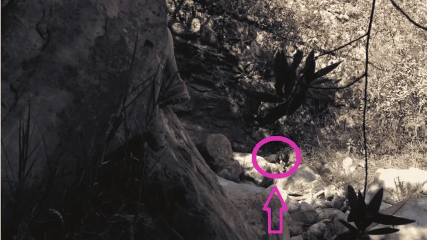 Saylor Guilliams is barely visible among rocks near Tangerine Falls, highlighted by a pink circle and arrow in a photo taken before hikers realized she was there.